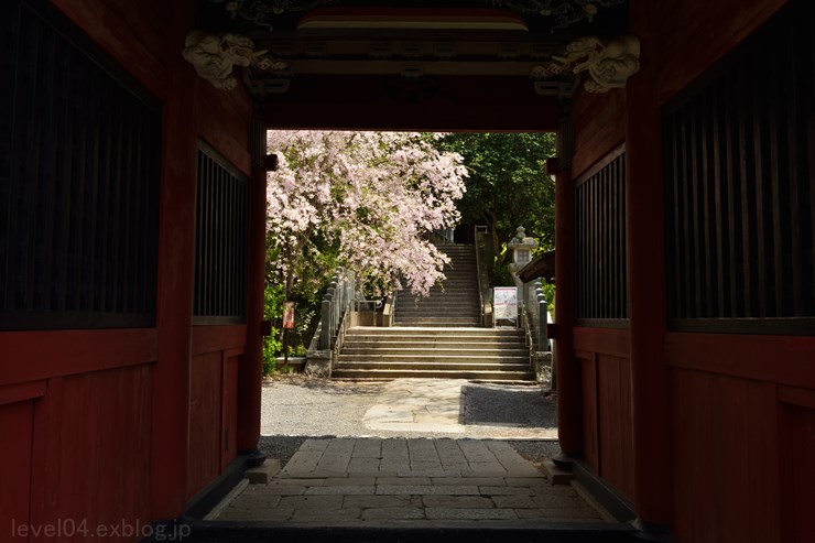 雨引観音 雨引山楽法寺 ～桜～_d0319222_21394166.jpg