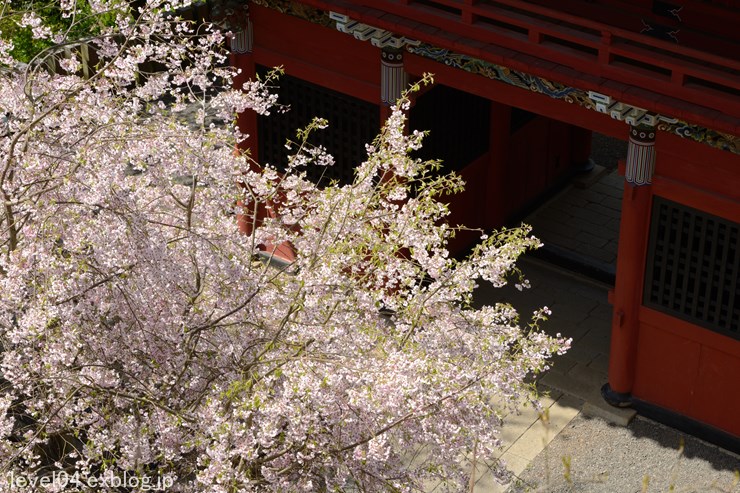 雨引観音 雨引山楽法寺 ～桜～_d0319222_21394567.jpg