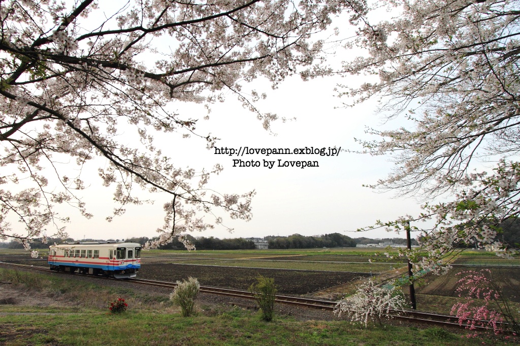 桜×ひたちなか海浜鉄道_c0136926_15471880.jpg