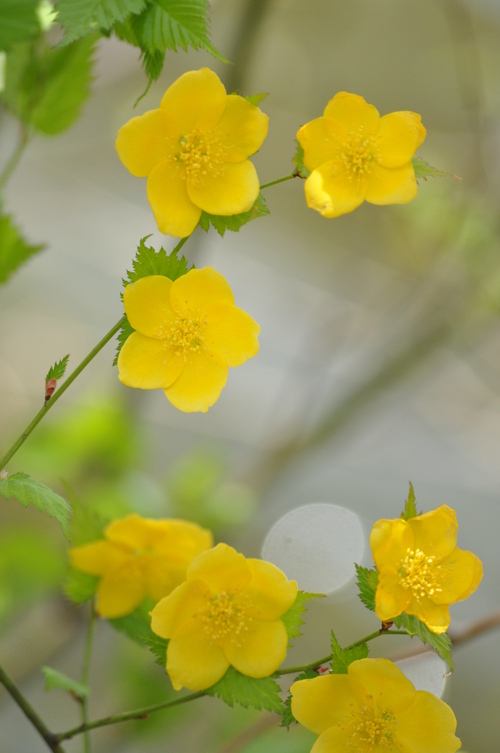 朝日山公園　～2015春～_a0248728_1873731.jpg