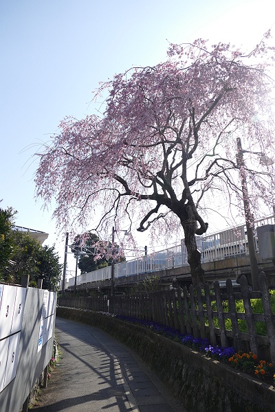 しだれ桜の紹太寺から石垣山一夜城を目指す　その２_c0196928_1244232.jpg