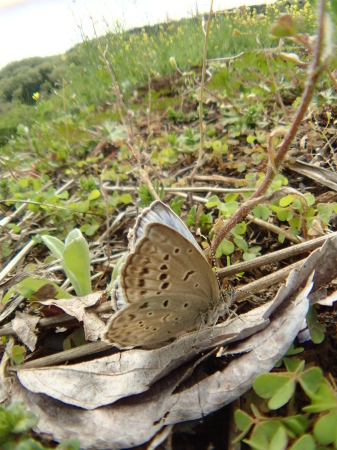 ２０１５年4月中旬　奥多摩＆狭山丘陵_c0353632_21215303.jpg