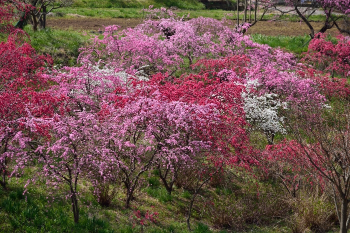 彩りの花桃・・・１_b0236334_203318100.jpg