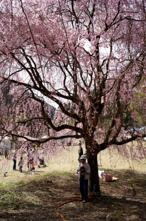 フルーツミックスカスタード生クリームとしだれ桜。_a0027641_23205228.jpg