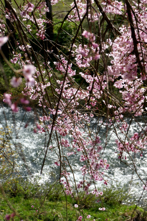 フルーツミックスカスタード生クリームとしだれ桜。_a0027641_23212055.jpg