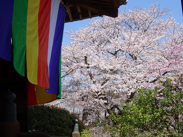 離宮八幡宮と山崎聖天観音寺の桜_b0299042_15131392.jpg