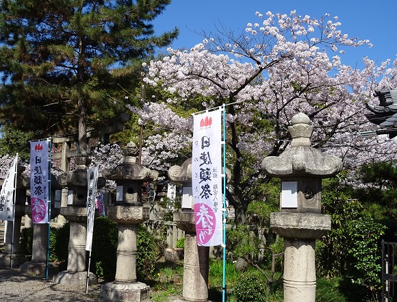 離宮八幡宮と山崎聖天観音寺の桜_b0299042_1595495.jpg