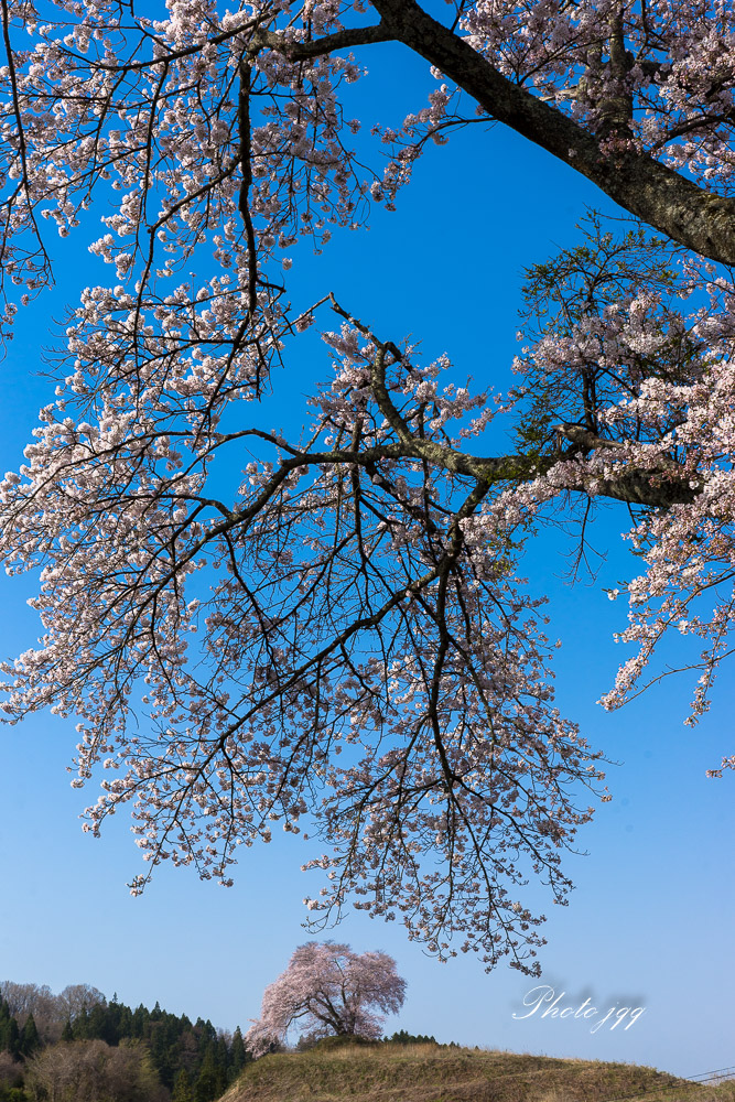 福島の一本桜　その3(平等壇の桜2)・・_f0169053_21514440.jpg