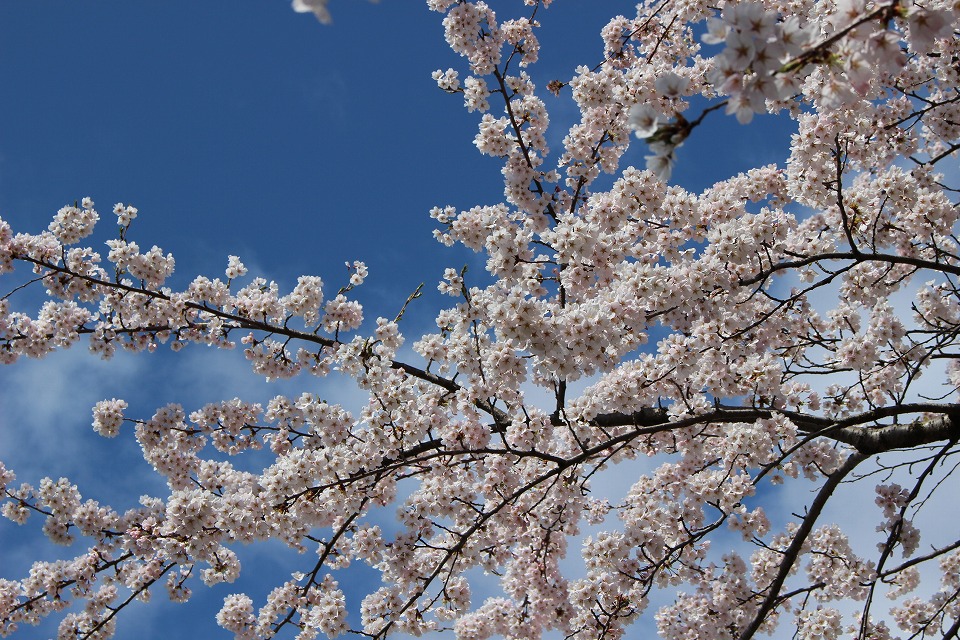 桜を撮りに公園へ_c0335355_1021782.jpg