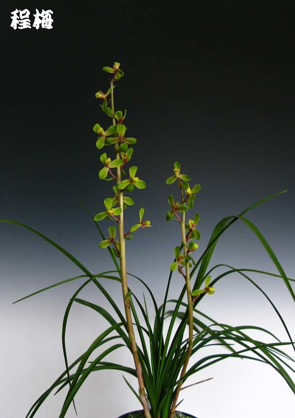 一茎九華「程梅」　　　　　　　　　　　　　　　　　　　　　　　No.1496_d0103457_00184756.jpg