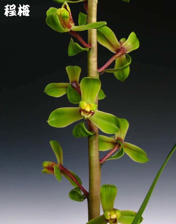 一茎九華「程梅」　　　　　　　　　　　　　　　　　　　　　　　No.1496_d0103457_00190767.jpg