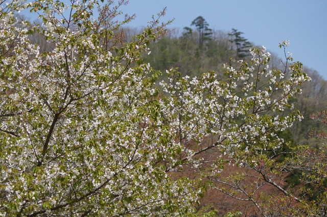 大野ダムパークの名残の桜_b0063958_67178.jpg