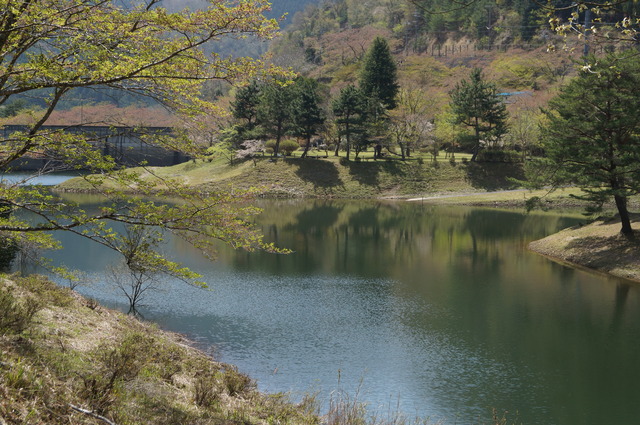 大野ダムパークの名残の桜_b0063958_684156.jpg