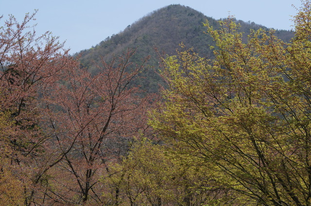 大野ダムパークの名残の桜_b0063958_693038.jpg