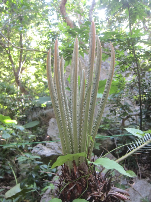 Continue-Northern Okinawa._c0153966_1011752.jpg
