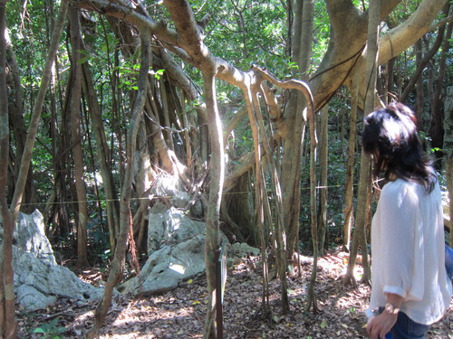 Continue-Northern Okinawa._c0153966_1019997.jpg