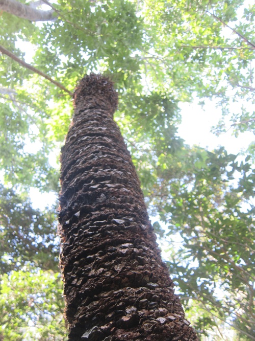 Continue-Northern Okinawa._c0153966_959113.jpg