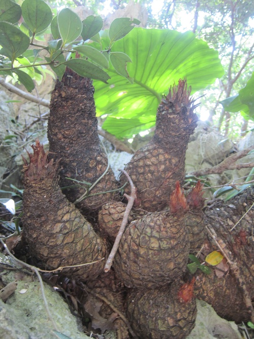 Continue-Northern Okinawa._c0153966_9593553.jpg