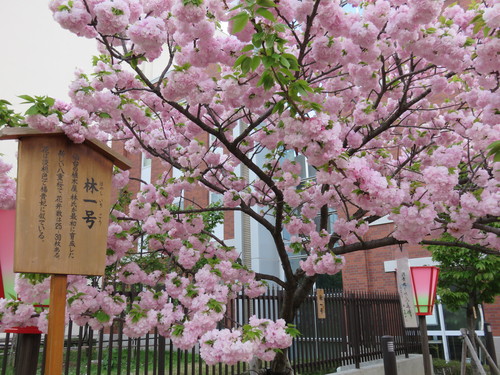 造幣局の桜通り抜け🌸_f0032766_0412147.jpg