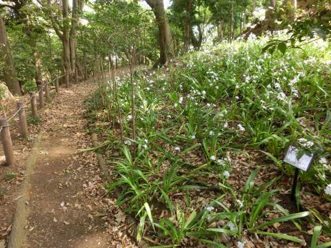 NC700Sで大磯へ　～　大磯城山公園、前編_e0045768_22325522.jpg