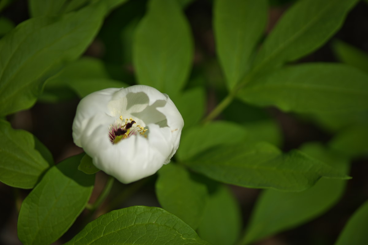 白花の神々しさ　ヤマシャクヤク（山芍薬）他_a0083081_11122677.jpg