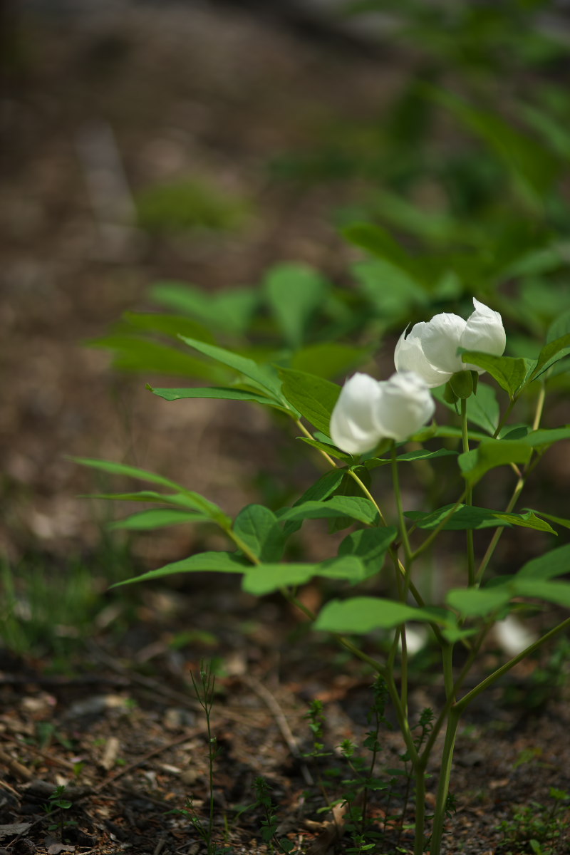 白花の神々しさ　ヤマシャクヤク（山芍薬）他_a0083081_11123377.jpg