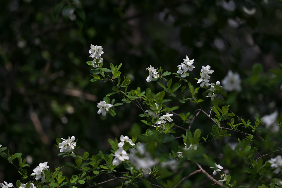 白花の神々しさ　ヤマシャクヤク（山芍薬）他_a0083081_11125447.jpg