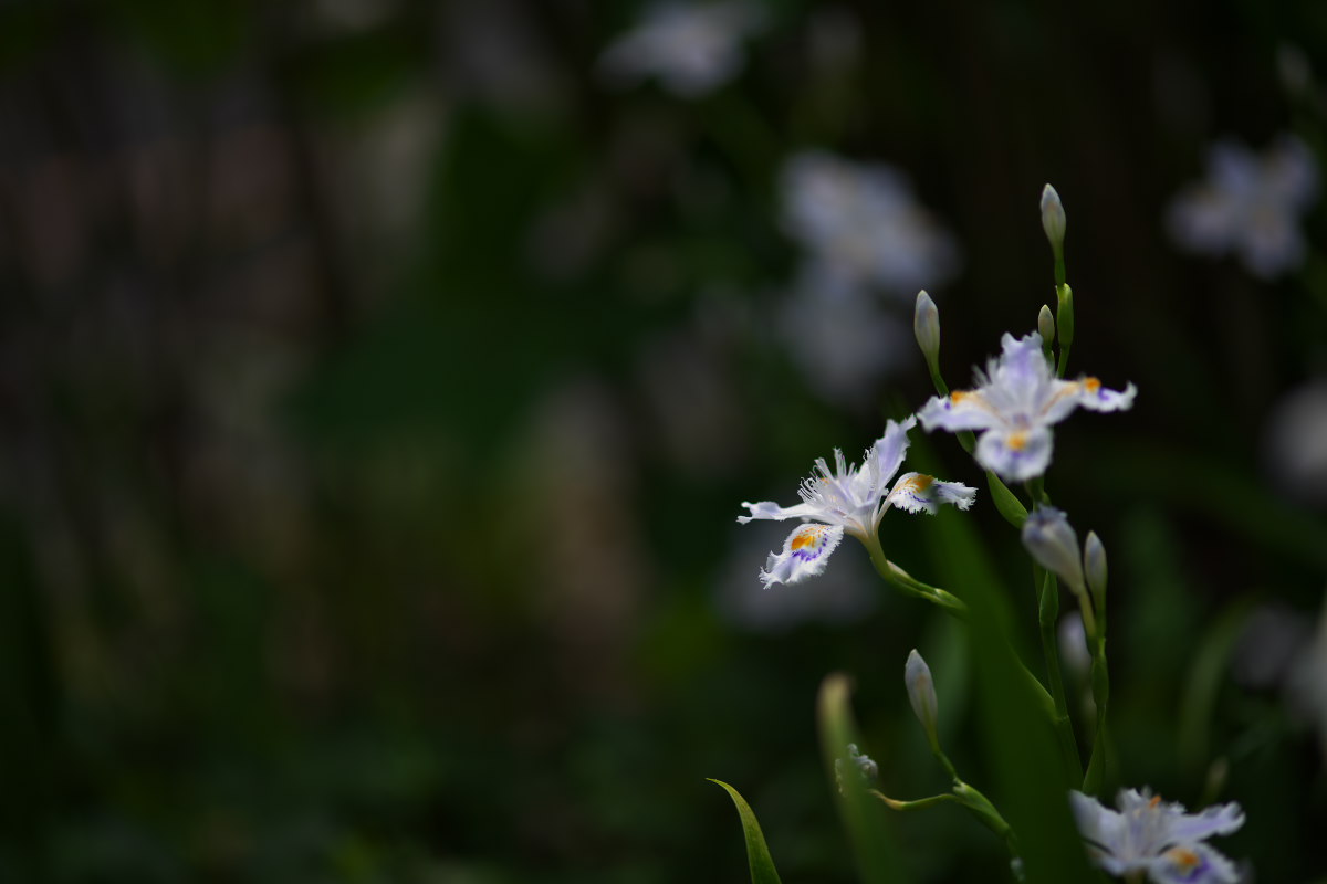 白花の神々しさ　ヤマシャクヤク（山芍薬）他_a0083081_111301.jpg