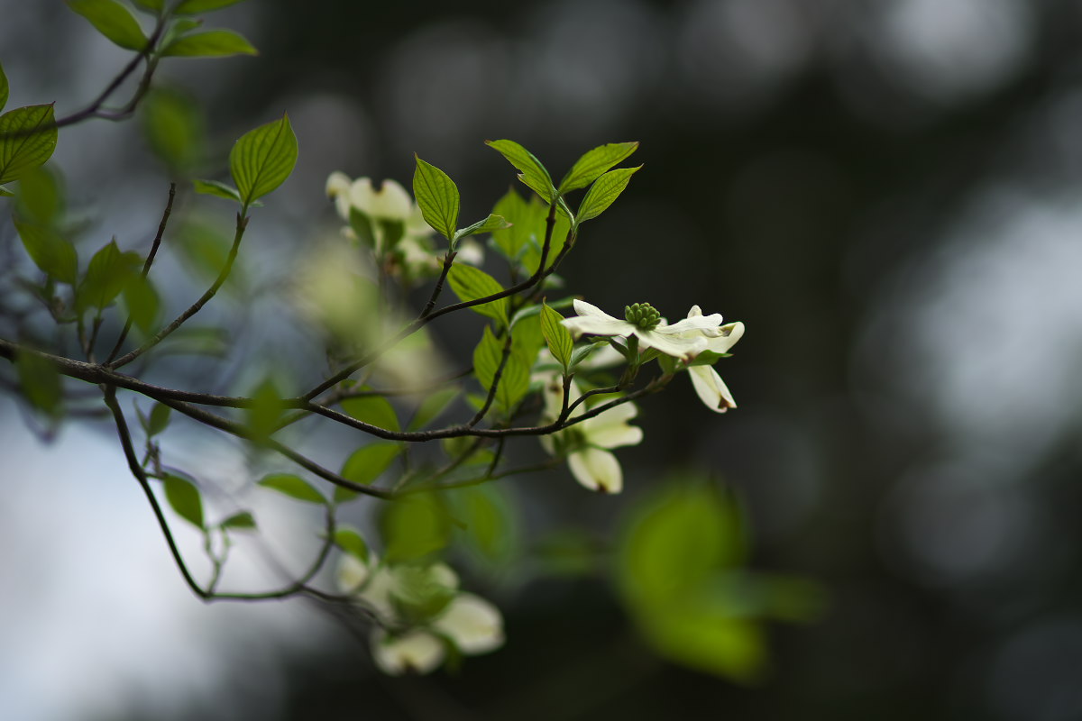 白花の神々しさ　ヤマシャクヤク（山芍薬）他_a0083081_11135041.jpg