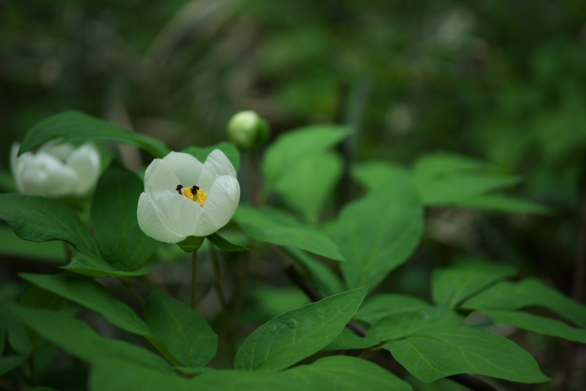 白花の神々しさ　ヤマシャクヤク（山芍薬）他_a0083081_11143061.jpg