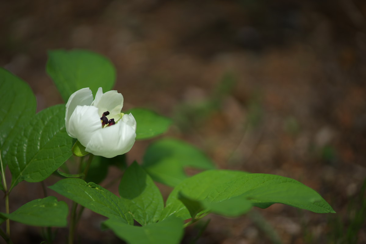 白花の神々しさ　ヤマシャクヤク（山芍薬）他_a0083081_1183855.jpg