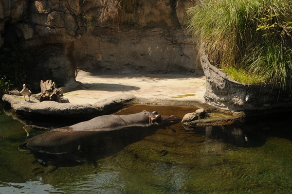 天王寺動物園_d0074683_2035754.jpg