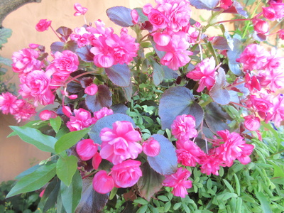 春の花_a0171984_182121.jpg