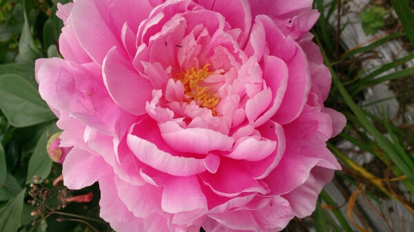 牡丹の花_f0197985_12314185.jpg