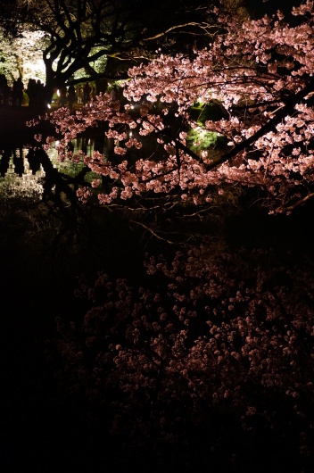 夜桜あれこれ2。_b0328186_10182909.jpg