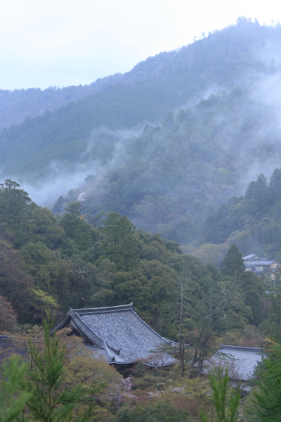 西明寺のミツバツツジ_e0051888_22274471.jpg