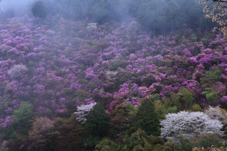 西明寺のミツバツツジ_e0051888_222903.jpg