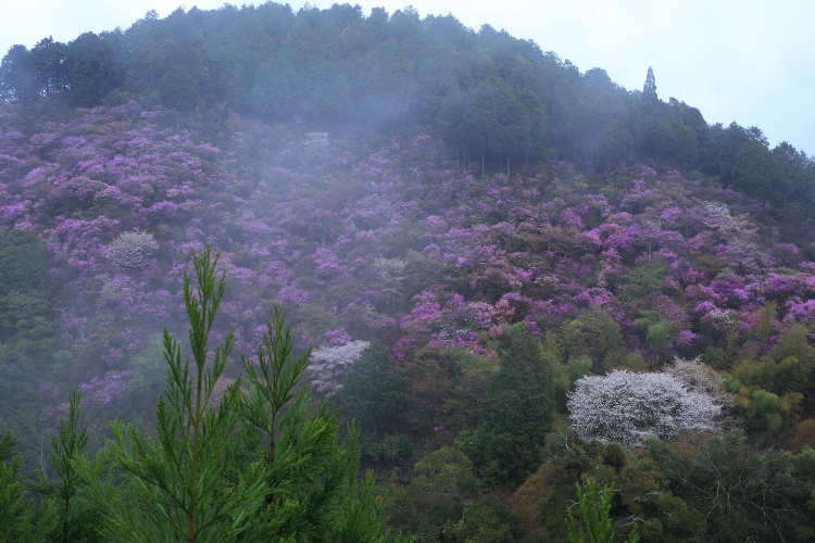 西明寺のミツバツツジ_e0051888_22292077.jpg