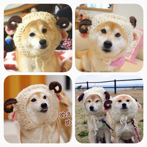 ひつじです_a0126590_23133911.jpg