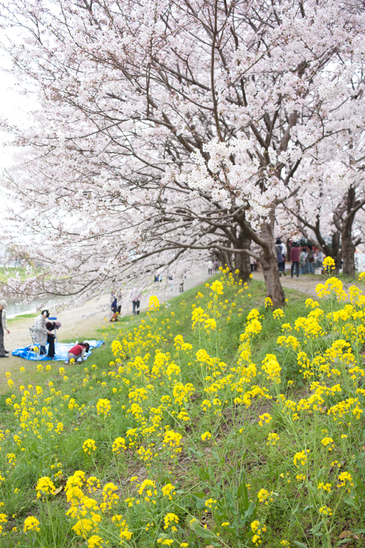 2015桜　*19（浮羽　流川の桜並木　*1）_d0147393_2152262.jpg