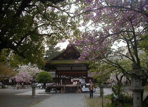 ●平野神社の桜_d0053294_10372.jpg