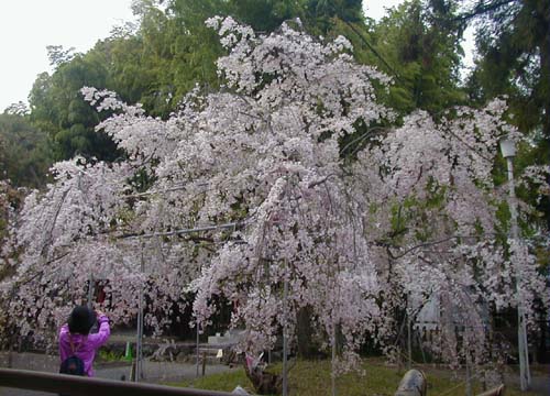 ●平野神社の桜_d0053294_105732.jpg