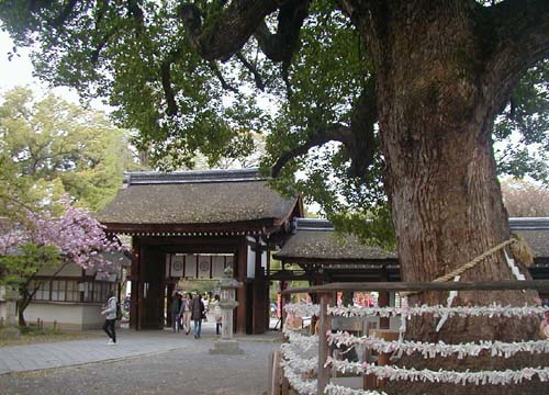 ●平野神社の桜_d0053294_111117.jpg