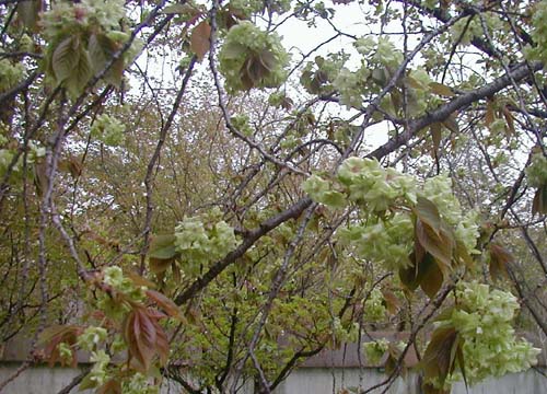 ●平野神社の桜_d0053294_112816.jpg