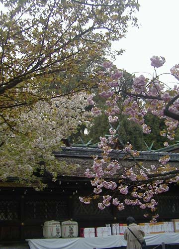 ●平野神社の桜_d0053294_11403.jpg