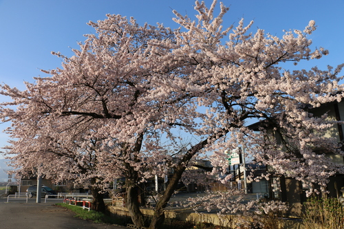 最上川上流堤の桜、４月２２日（水）曇り　朝　（穀雨・初候）葦始めて生ず・・・２_c0075701_7111285.jpg