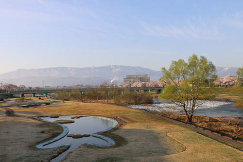 最上川上流堤の桜、４月２２日（水）曇り　朝　（穀雨・初候）葦始めて生ず・・・４_c0075701_951506.jpg