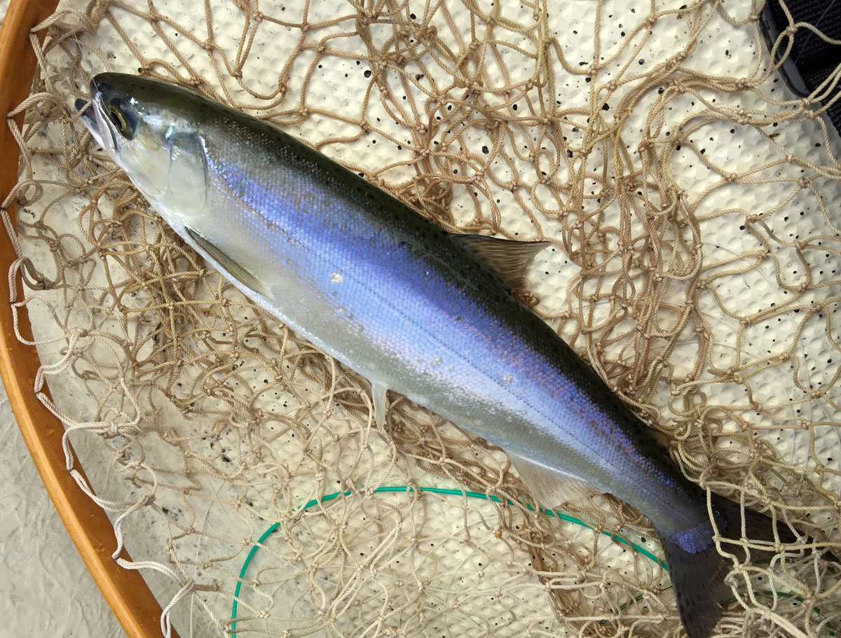 2015年度 湯ノ湖釣獲調査_c0095801_19215393.jpg
