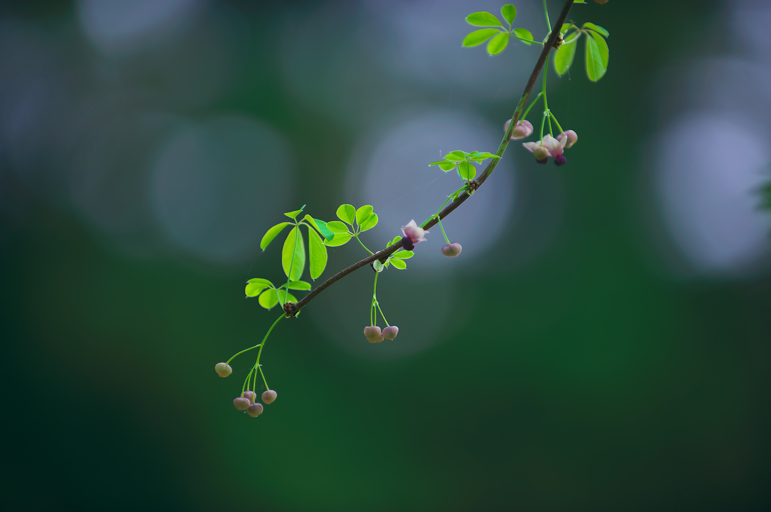 アケビの花を撮って来ました_f0000502_1752593.jpg