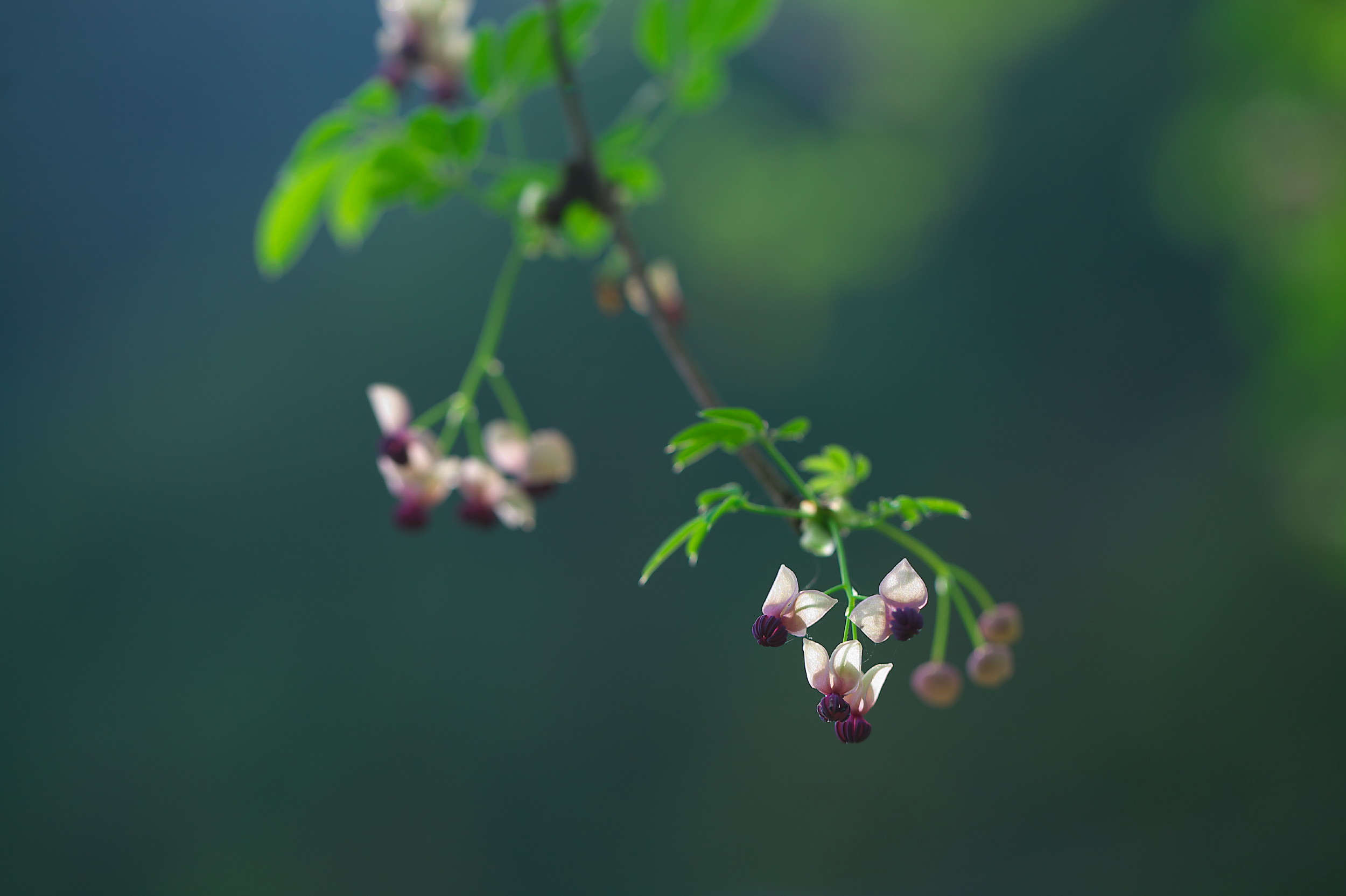 アケビの花を撮って来ました_f0000502_1794821.jpg